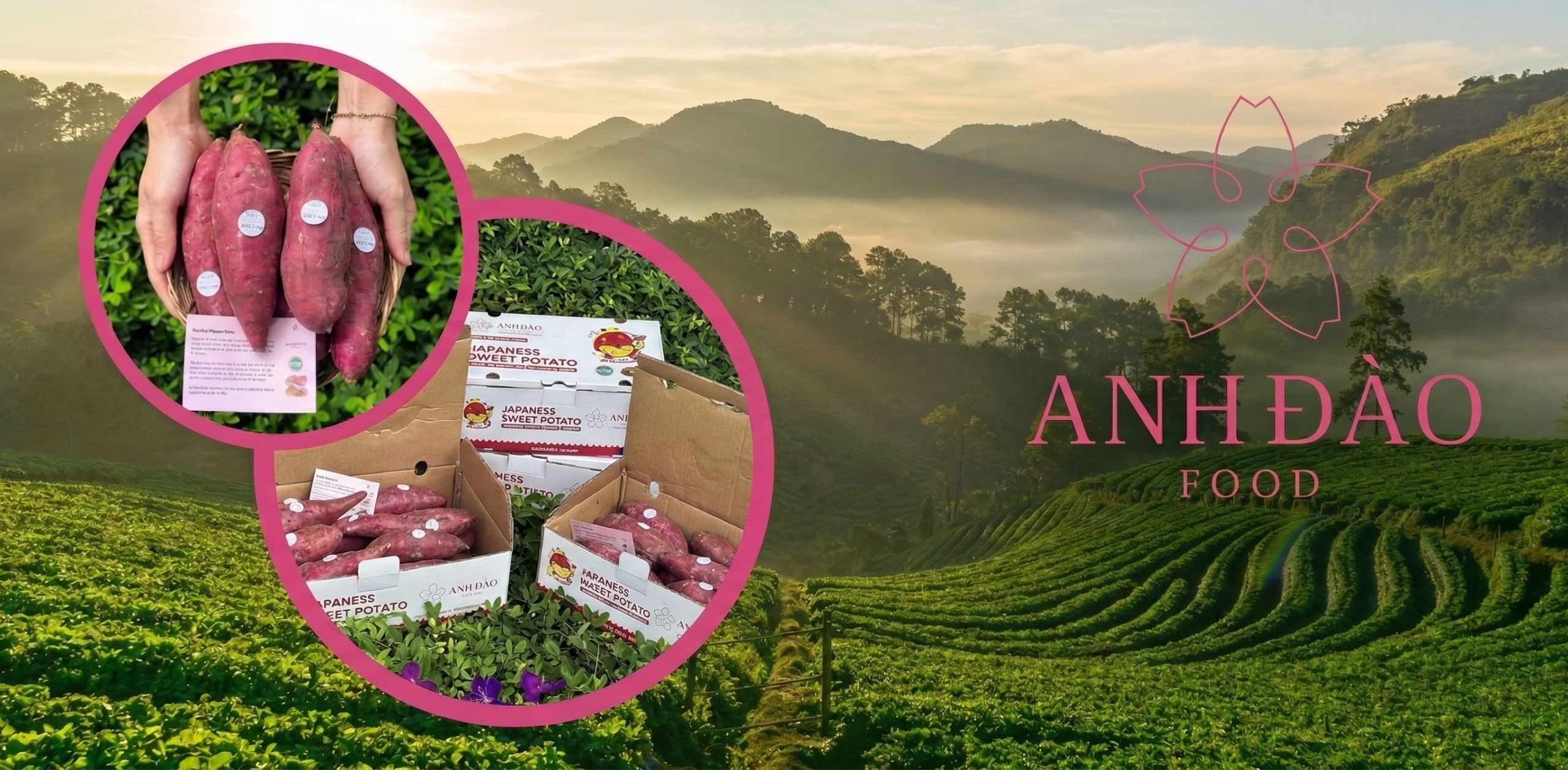 khoai lang nhật chuẩn xuất khẩu từ anh đào food