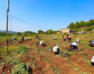 nông dân trêb ruộng khoai lang nhật