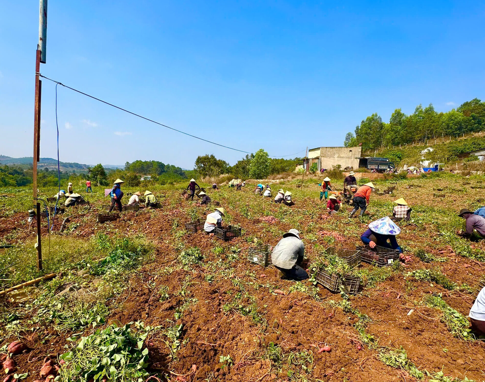 nông dân trêb ruộng khoai lang nhật