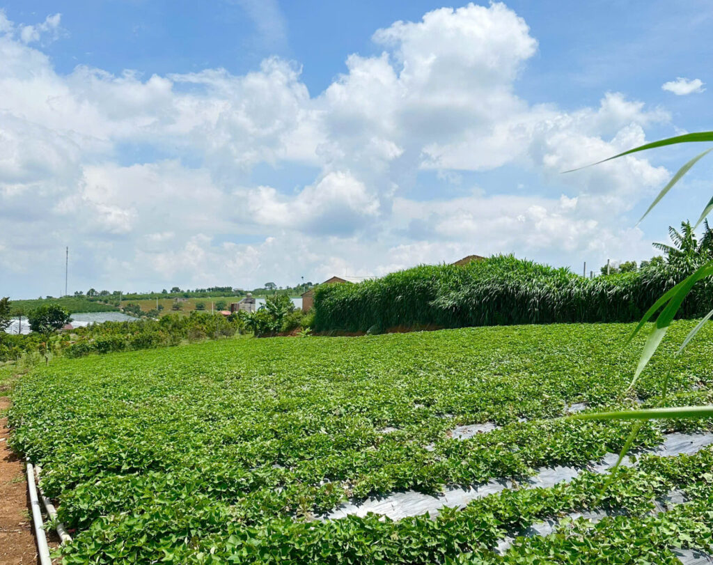 vườn khoai lang nhật tại lâm đồng